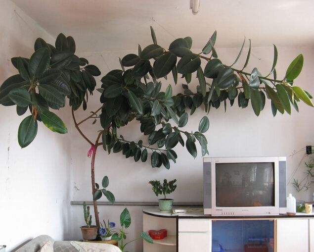 9种“健康花”,客厅一放,吸废气又高档,旺家更旺人