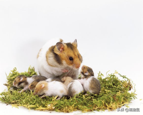 仓鼠繁育注意事项,仓鼠怀孕后的注意事项