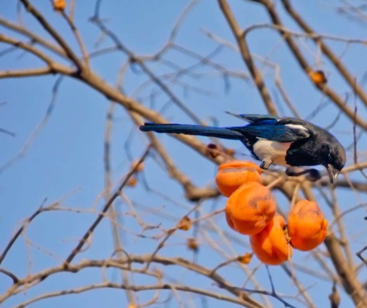 摘柿子为什么要留一个,摘柿子为什么会留一些在树上