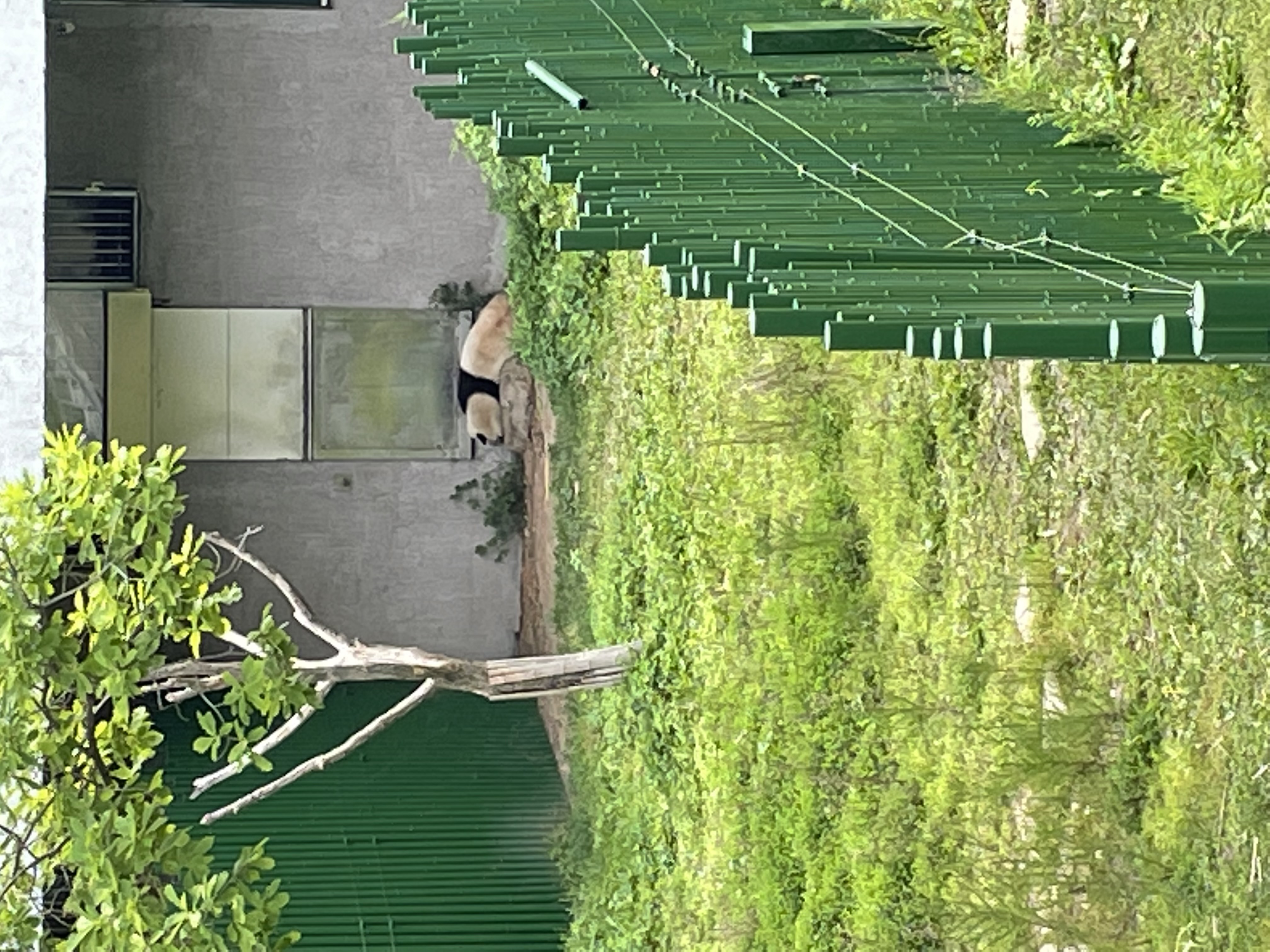 沈阳森林动物园春游,五一小长假去沈阳森林动物园游玩