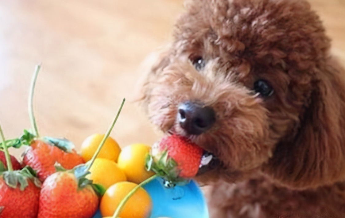 泰迪犬不吃东西挑食怎么办,小型泰迪犬超级挑食怎么办