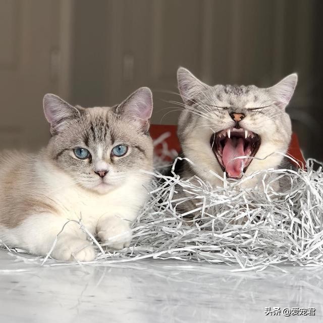 铲屎的时候猫就过来了,铲屎的时候猫咪会冲过来