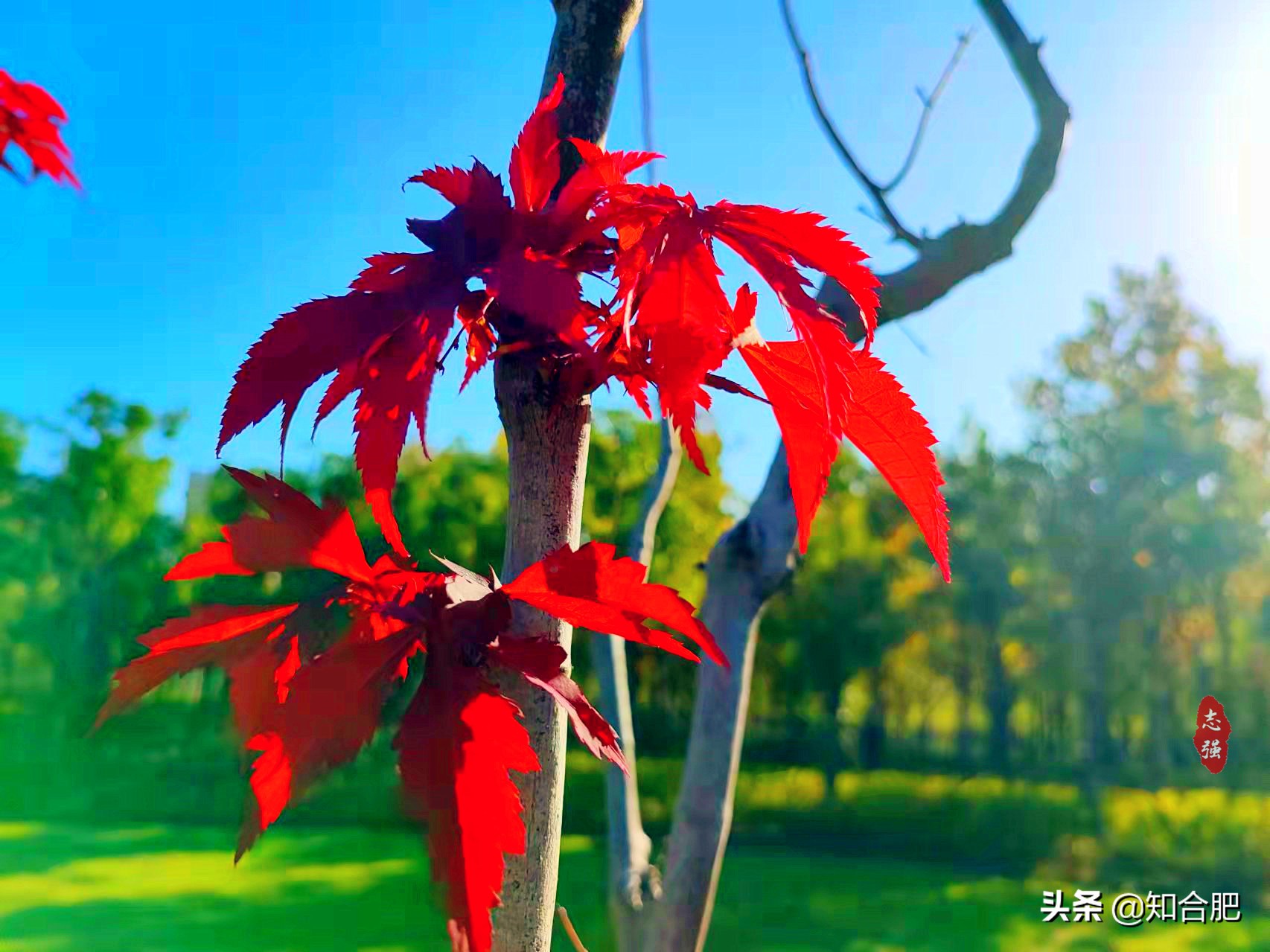 秋天合肥最合适旅游的地方,合肥赏秋景有什么地方可以玩