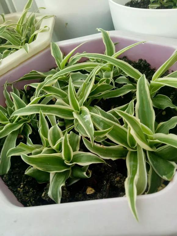 这3种花随便扦插好成活夏天疯长,常见花卉的扦插大法