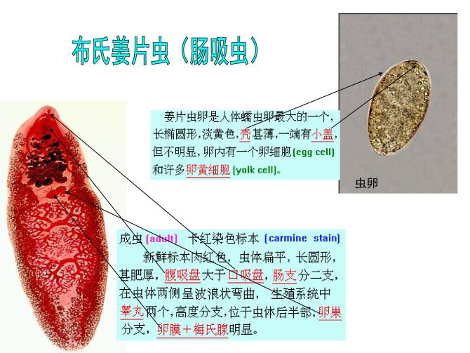 犬猫寄生虫,犬猫寄生虫性皮肤病治疗方法