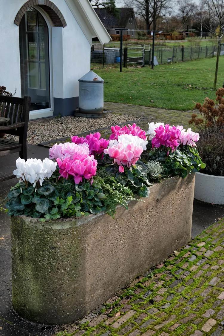 如果放在动物界，这种花就是猛犸象般的神奇存在