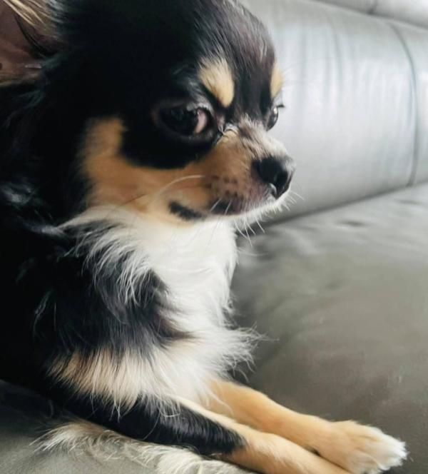 吉娃娃被主人罚,吉娃娃被主人罚站