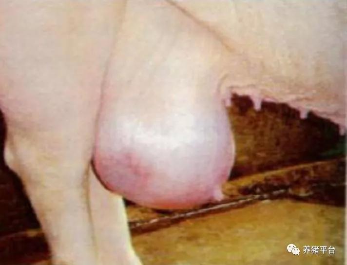 母猪毒素蓄积引起亚健康，导致一系列繁殖障碍，怎么解决？