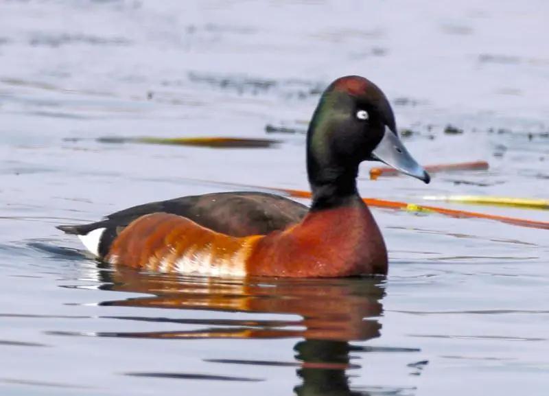 全国林草生物多样性保护成就展,林业生物多样性保护