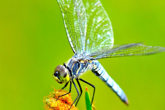 蜻蜓幼虫的各种种类,蜻蜓各种品种都叫什么名字