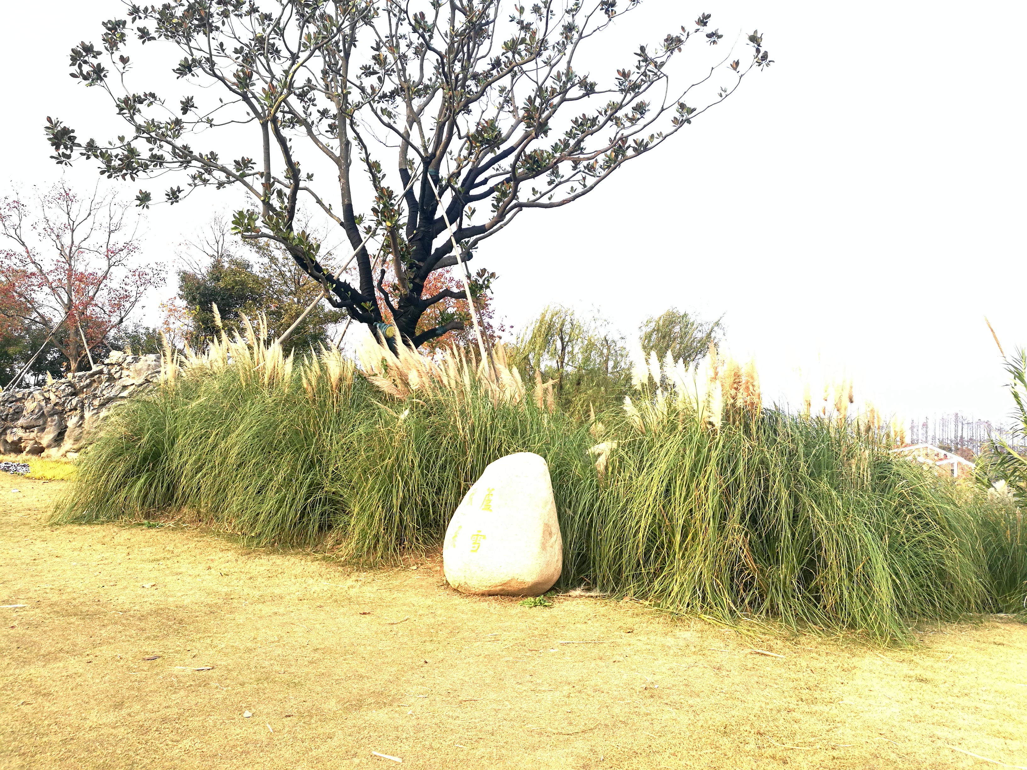 上海长兴岛郊野公园可以看见海吗,长兴岛郊野公园离上海站有几公里