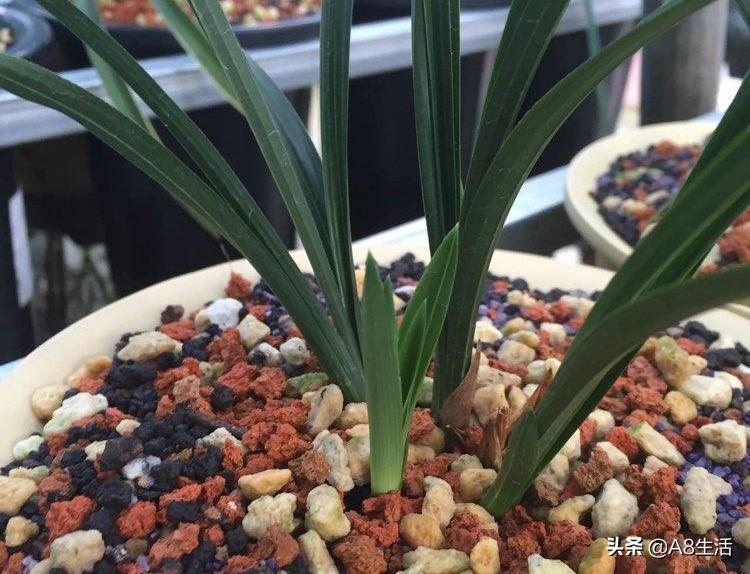 春兰名品兰花,春兰兰花名品图鉴