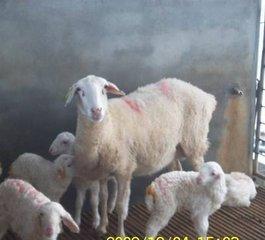 羊场的日常管理,羔羊出现跛行的原因有哪些,需要如何预防