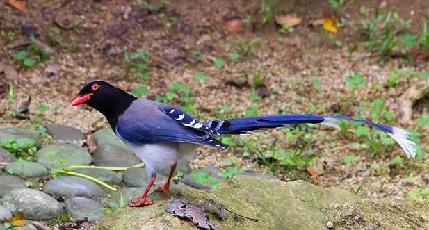 鸟汉字学习,鸟字的象形识字法