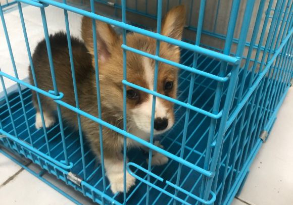 柯基生病临死挣扎,柯基第一次去医院怕什么