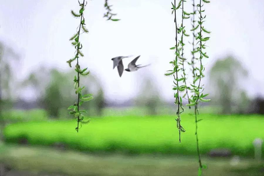 【美文共享】春天，人间皆可爱