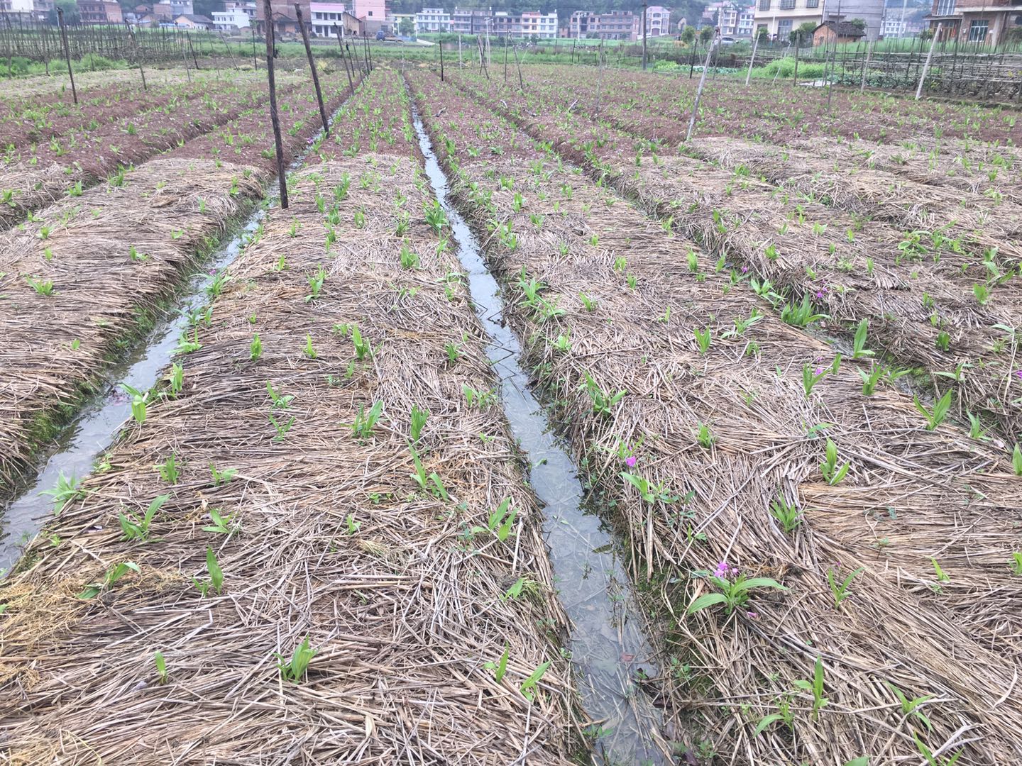 盆栽白芨的种植方法,白芨如何繁殖和种植