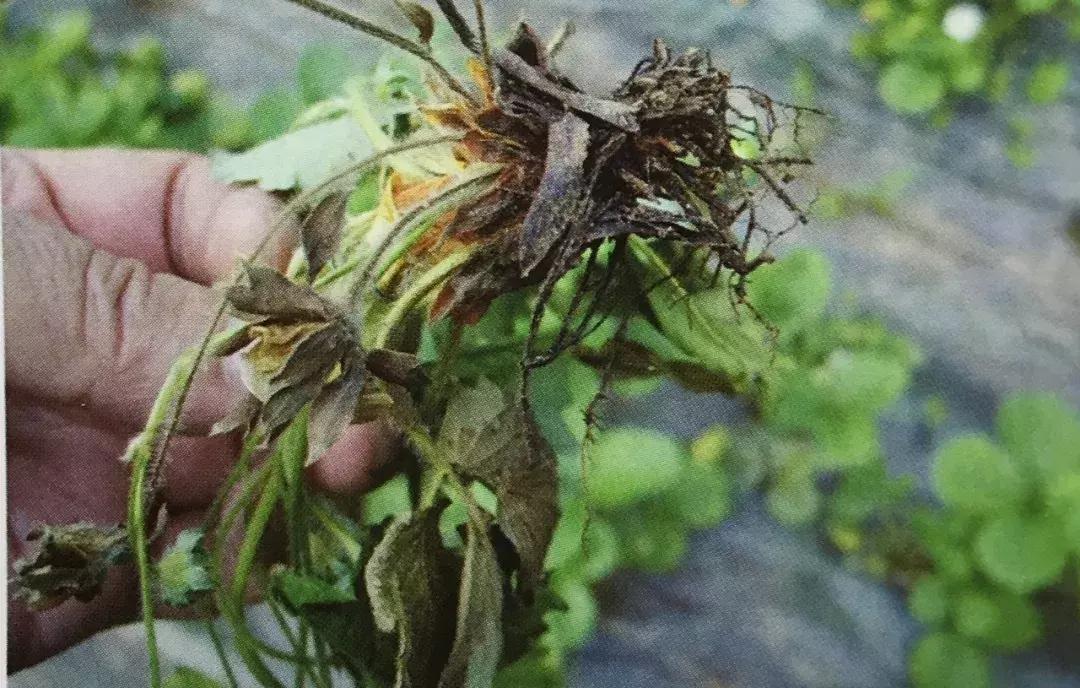 草莓土壤有水但是叶子枯怎么办,草莓叶子发黑发枯怎么回事