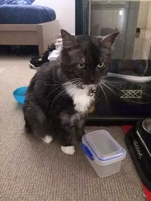 长毛猫身上有跳蚤了需要剃毛,奶牛猫身上有跳蚤用什么药