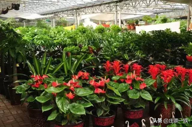 石家庄年货一条街在哪,石家庄露天年货市场哪里有