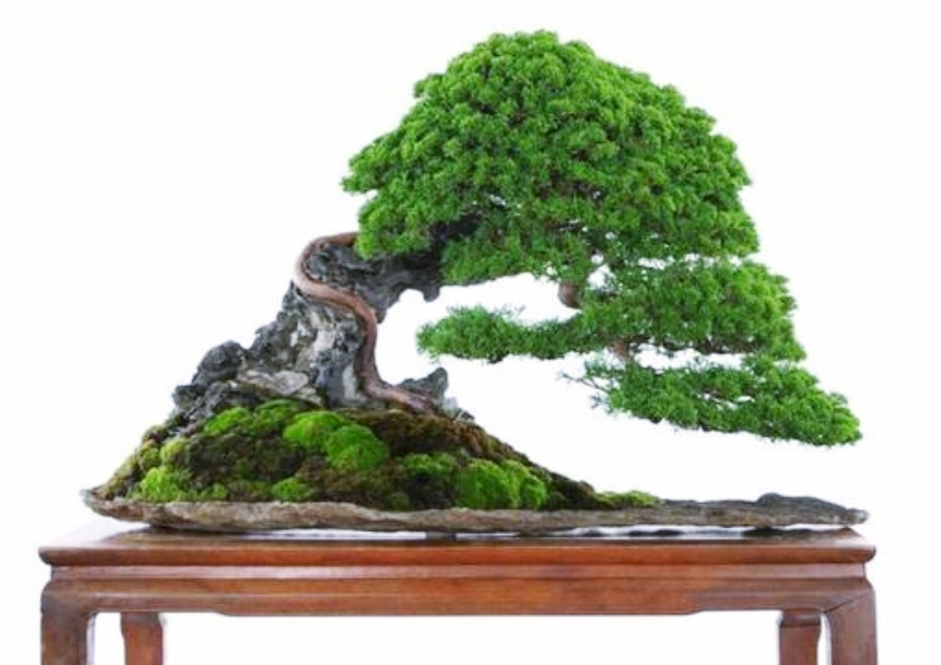 柏树舍利干涂石硫合剂多久涂一次,柏树盆景剥舍利干方法