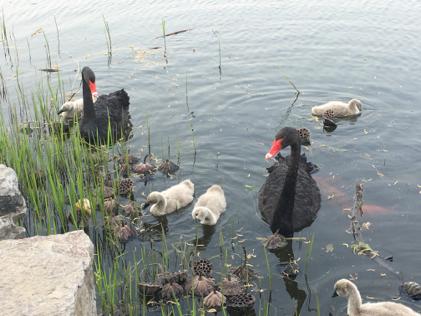 抖音防抖拍摄设备,抖音专用摄像机推荐