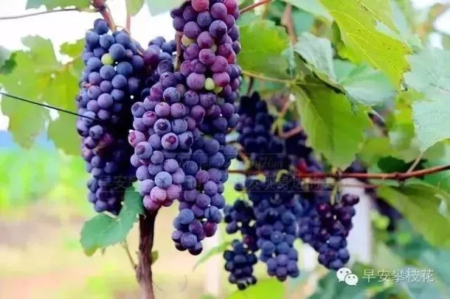 好吃的攀枝花当季新鲜水果 (攀枝花这两天特色水果)