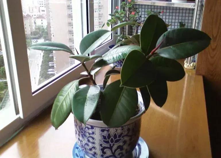 什么花吸甲醛油烟,能吸甲醛油烟的20种植物家家必养