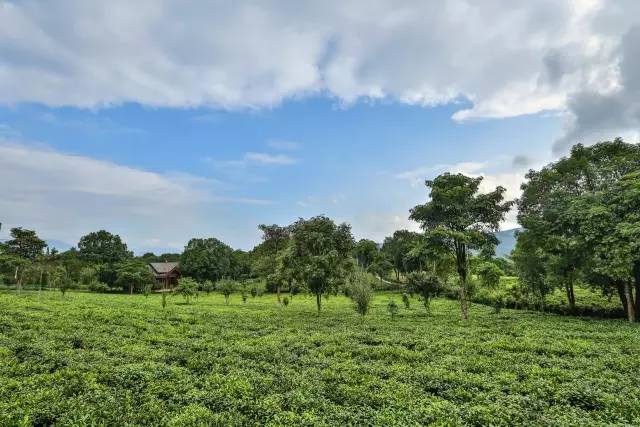 罗莱夏朵简介,罗莱夏朵西班牙