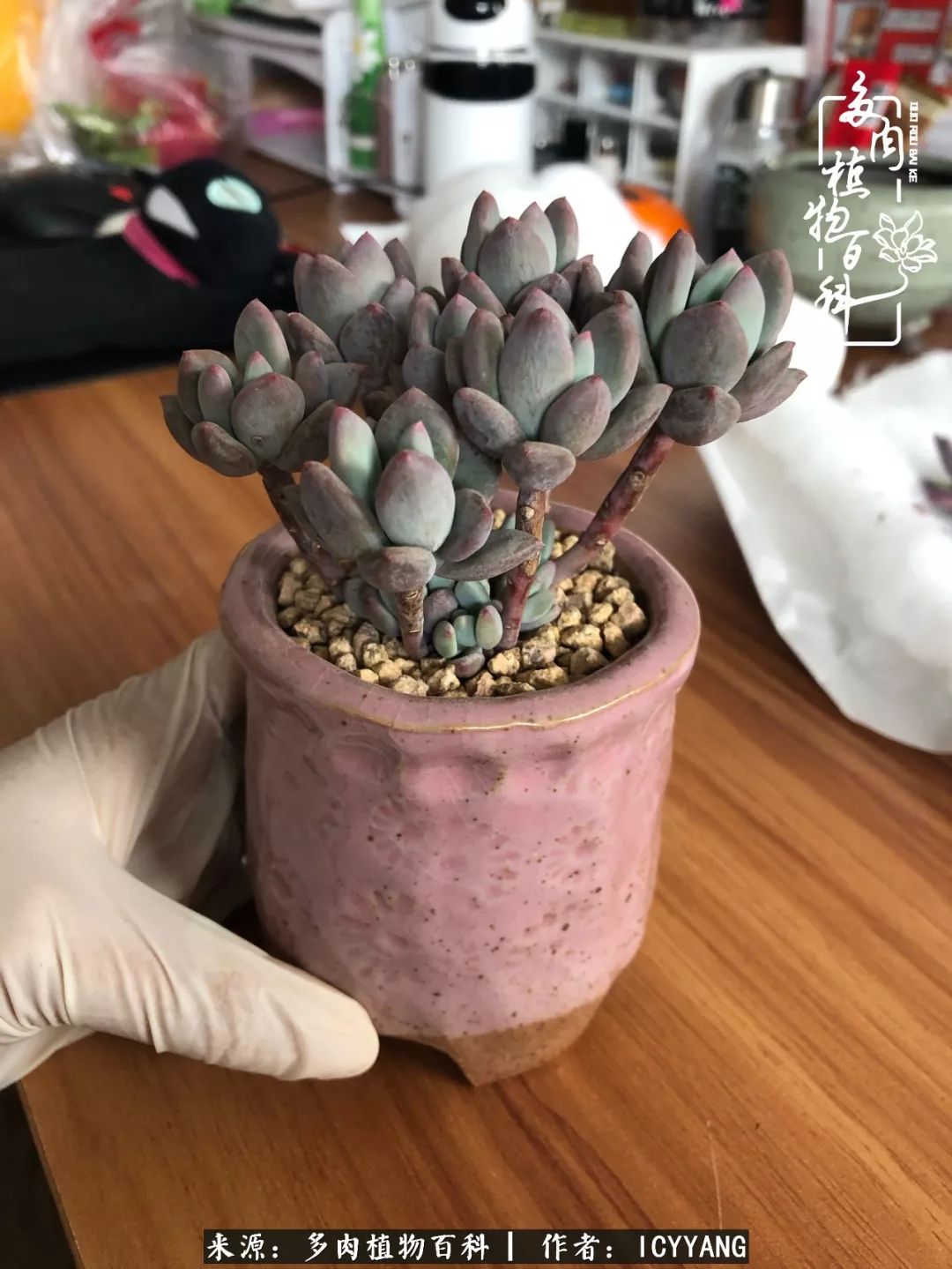 室内阳台多肉的养护方法,景天多肉养护