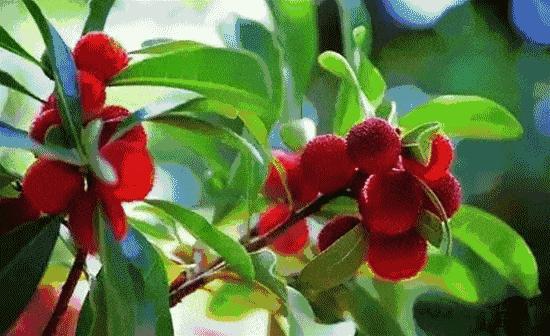 杨梅为什么成了网红水果,中国台州网红杨梅