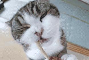 在古代，做猫奴是一种什么体验