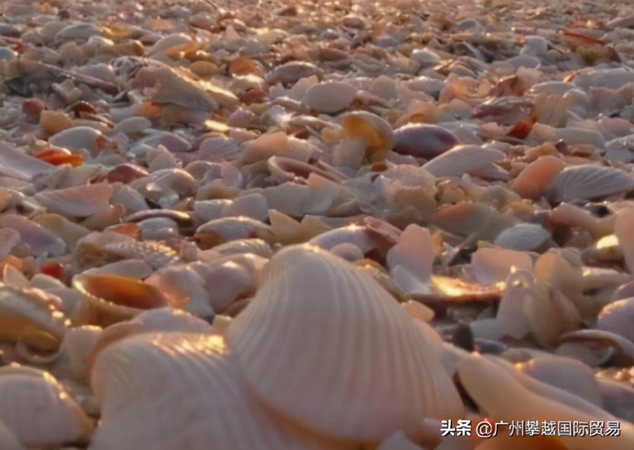 扇贝壳攻略,海关扇贝壳