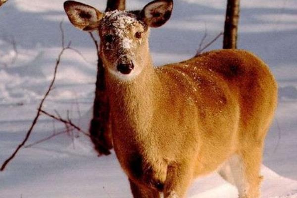 狍子养殖市场前景,狍子人工养殖前景如何