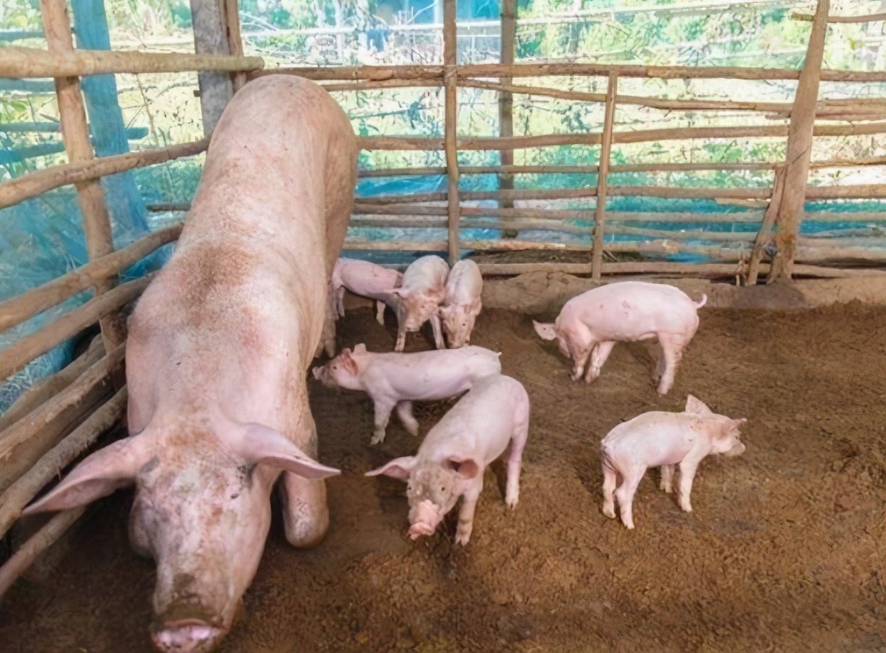 僵猪怎么治疗和管理,僵猪病猪处理方法