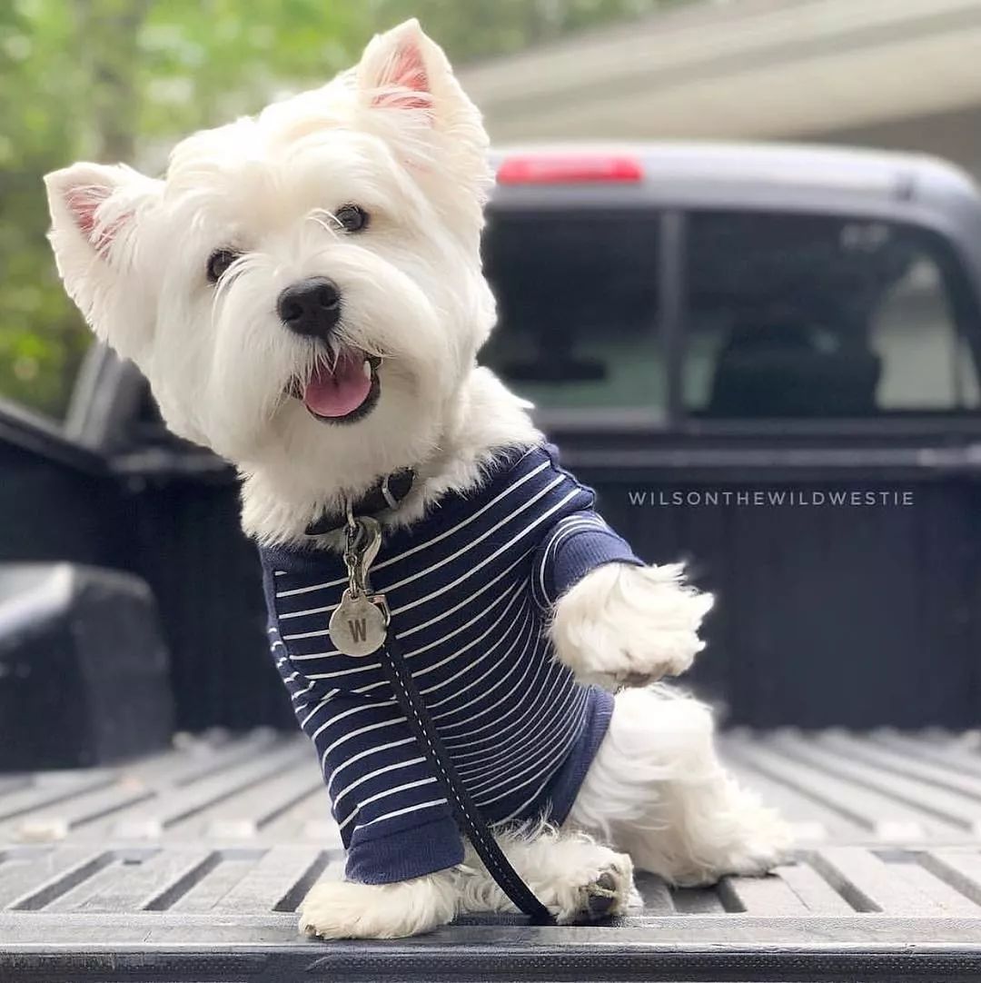 狗狗买什么品种最合适,怎么给狗狗选择宠物狗品种