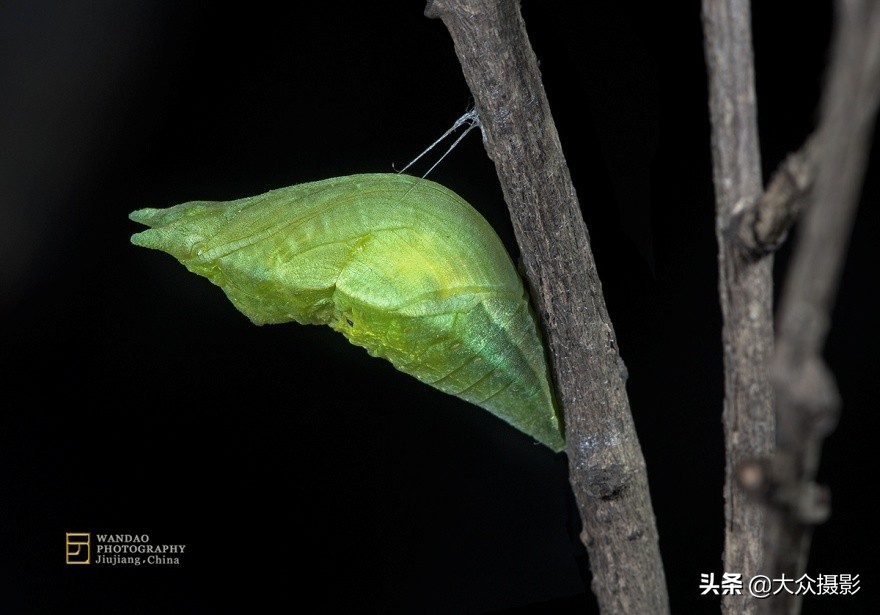 他7年专注拍蝴蝶,获“蝶痴”、“蝶仙”雅号