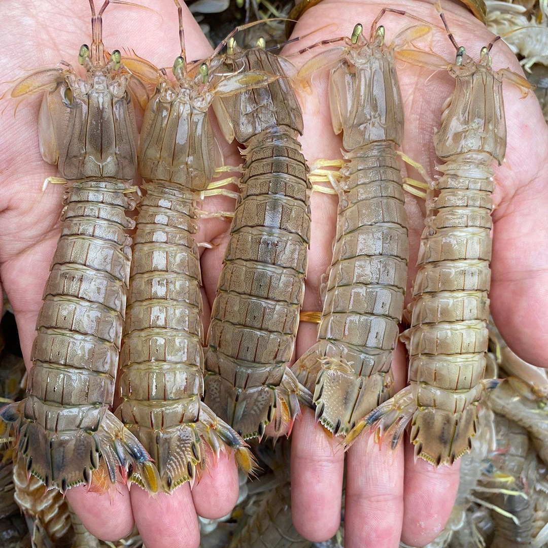 皮皮虾跟小龙虾有什么区别,皮皮虾和龙虾有什么区别味道在哪