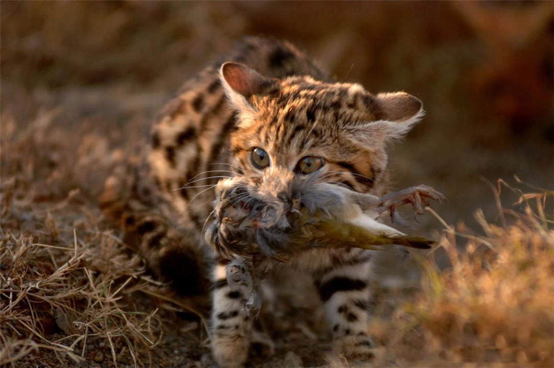 非洲最小的猫，猫科捕猎效率最高的“杀戮机器”，被全世界禁养