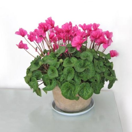 仙客来盆栽制作视频,仙客来一盆变十盆