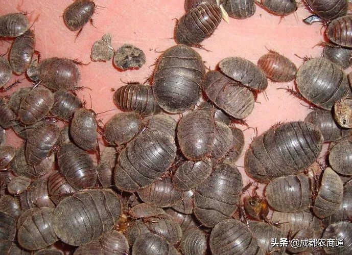 金边土元养殖技术视频,土元养殖技术视频教程