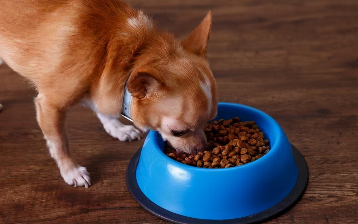 养吉娃娃的十大忌讳,吉娃娃十大忌讳