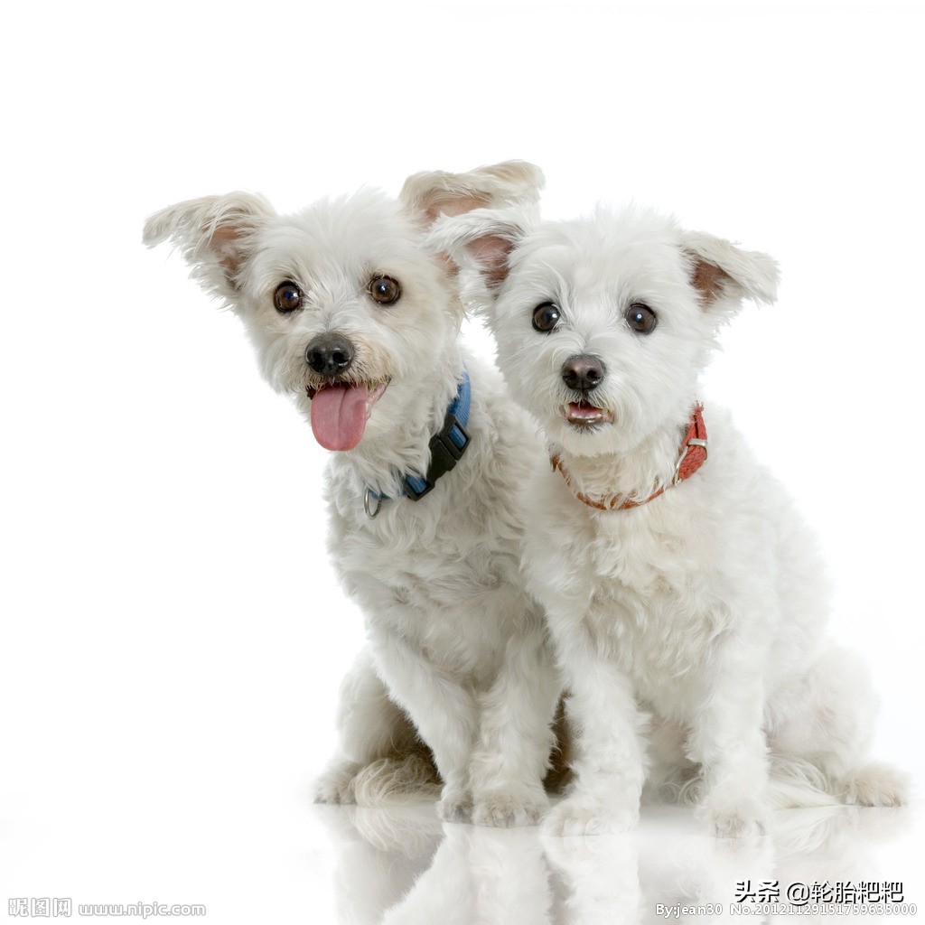 宠物常见疾病治疗及症状图片介绍,铲屎官请注意宠物冬季高发疾病