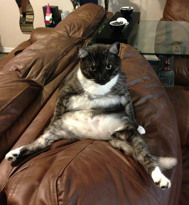 养猫前，你需要知道这些（1）