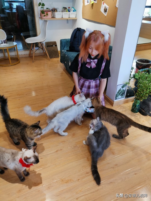 家有爱宠休闲式宠物店撸猫馆,宠物猫舍撸猫馆