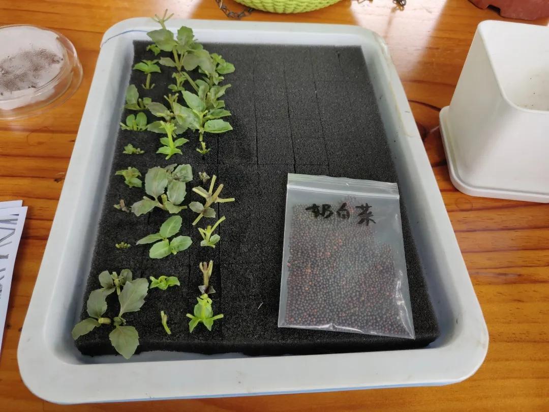 简易无土栽培蔬菜,自制无土栽培蔬菜神器