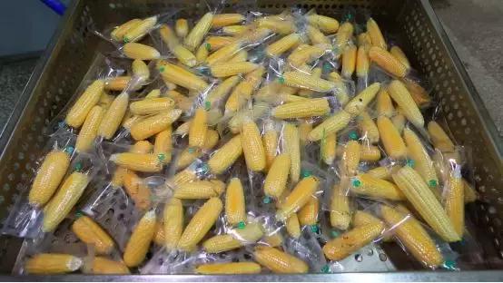 广西玉米种子哪个品种高产,玉米种子要选好