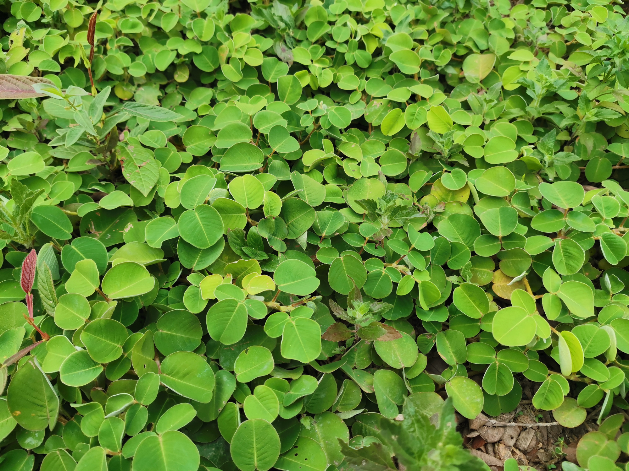 金钱草盆栽能吃吗,金钱草有净化空气的作用吗