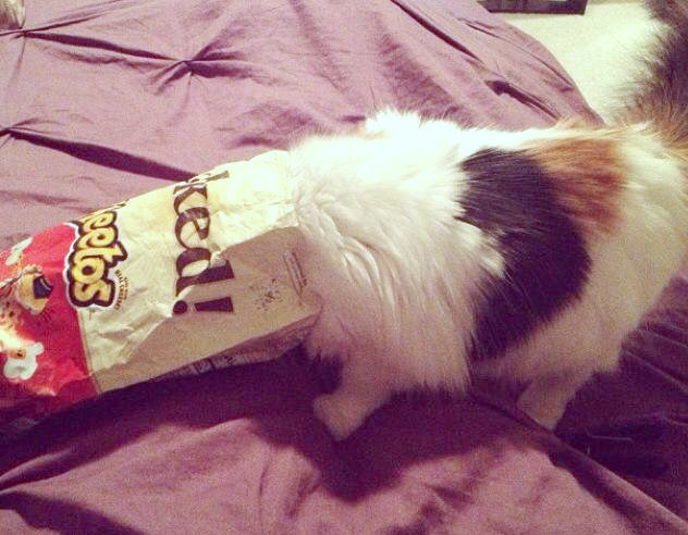 宠物狗不小心吃了塑料袋怎么办,宠物狗不小心吃了塑料袋