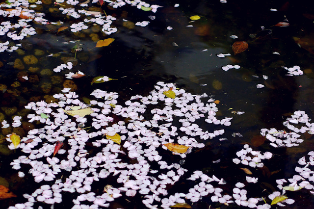 世人对柳絮的看法,古人不讨厌柳絮吗